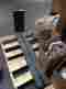 7521150 Cascade Forklift Block Forks 60 Long 5 Wide 2.5 Thick Class Iii