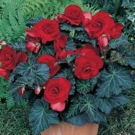 Van Zyverden 030641111636 Specialty Begonias Bronze Leaf Red Bulbs Set Of 5
