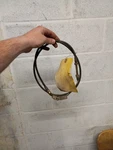 Hyster Forklift Accelerator Cable 1339628. Fixed Price $35.00.