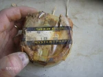 Hyster 185577 Cylinder End Plug. Fixed Price $91.99.